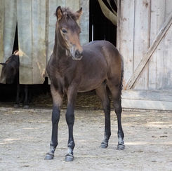 Getauft und gechipt: parat für das Leben