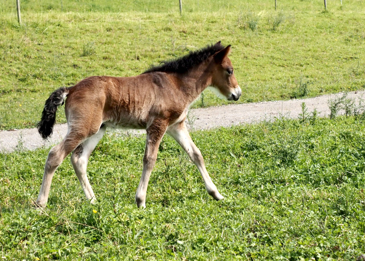  FOHLEN AKTUELL Jedes Jahr kommen auf dem Islandpferdehof Weierholz mehrere Fohlen zur Welt.