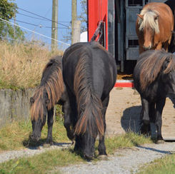 Die Fohlen sind zurück von der Alp