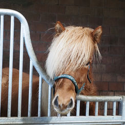 Unsere neuen Verkaufspferde sind da!