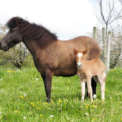 Die Fohlensaison 2023 ist eröffnet!
