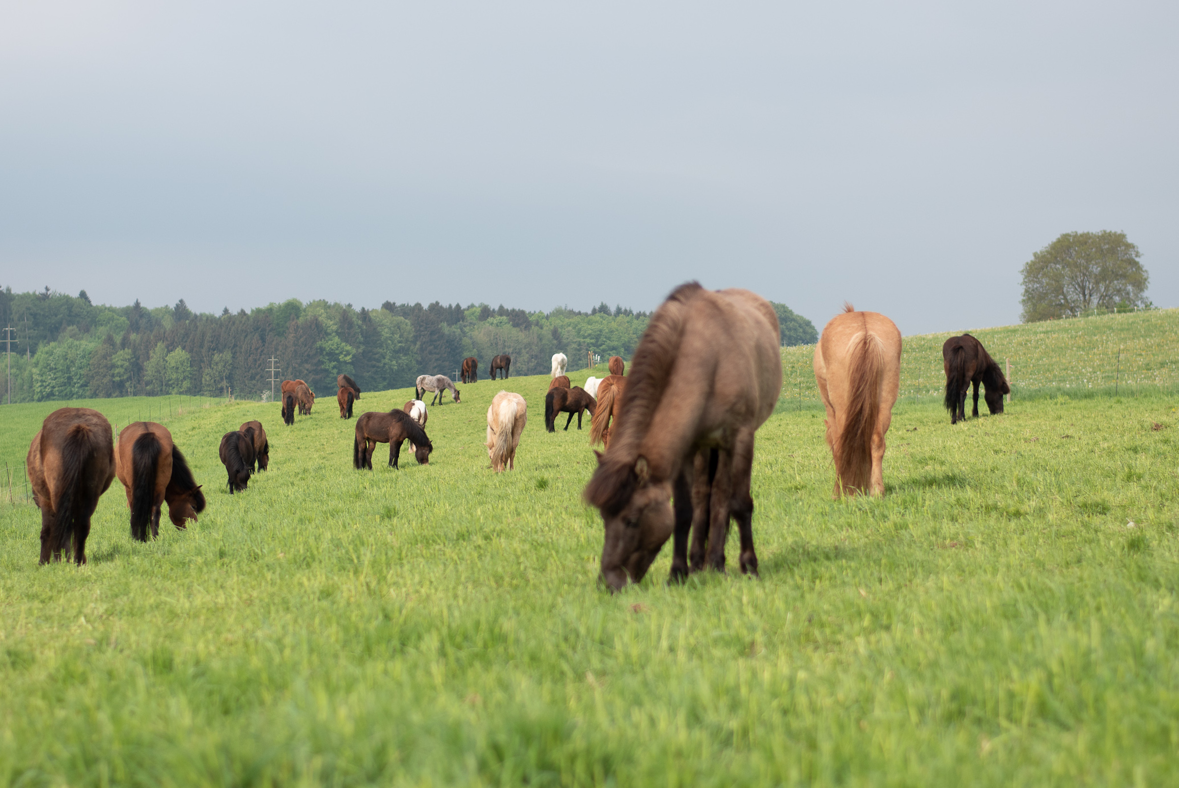Unser Hof | Sommerweide