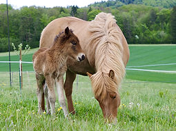 Zuchtpferde Islandpferdehof Weierholz