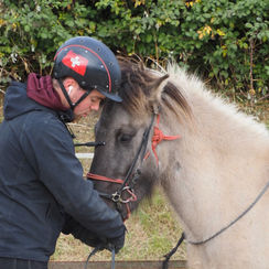 Schritt für Schritt zum Reitpferd
