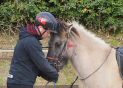 Schritt für Schritt zum Reitpferd