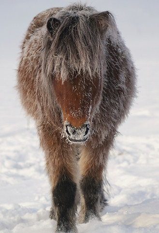 2013.02 - Pferde im Schnee 2.jpg
