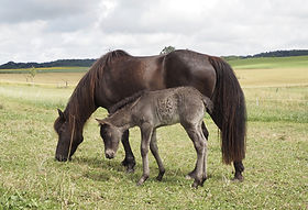 Zuchtpferde Islandpferdehof Weierholz