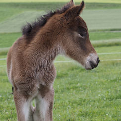 Zum Abschluss ein zweites Stütchen