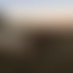 Wenn 50 Pferde gemeinsam grasen