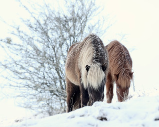 Herrliche Tage für unsere Feriengäste auf der Winterweide: Dick eingepackt in ihre verschiedenfarbigen Pelzmäntel fühlen sie sich in der eisigen Kälte pudelwohl.
