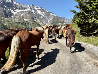 Alpauffahrt bei Bilderbuchwetter