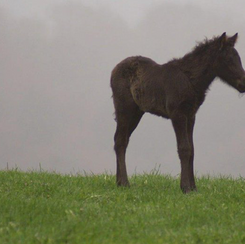 Das erste Fohlen ist geboren!