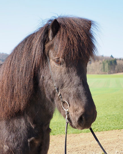 Verkaufspferde Islandpferdehof Weierholz