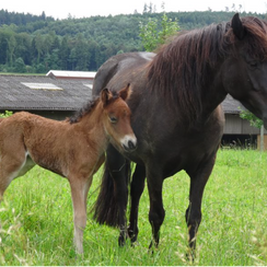 Das Embryofohlen aus Island ist da!