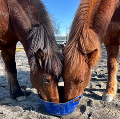 Zwei Pferde teilen sich gütlich ihr tägliches Müesli