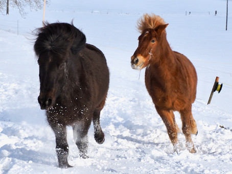 Endloser Spielspass im Schnee der Winterweide!