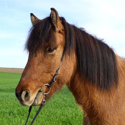 Dans, unser neues Verkaufspferd ist Online!
