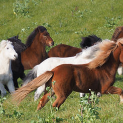 Weidezeit längst nicht vorbei