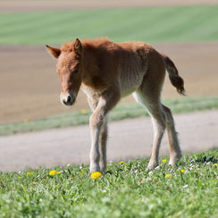 1. Fohlen 2025 - Islandpferdehof Weierholz