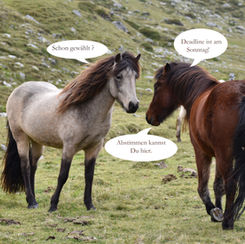 Reiter des Jahres 2020