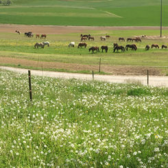 Pferde, nichts als Pferde...