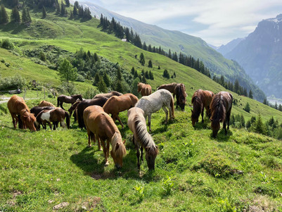 Ab auf die Alp