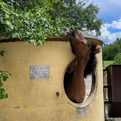 Selbst ist das Pferd!