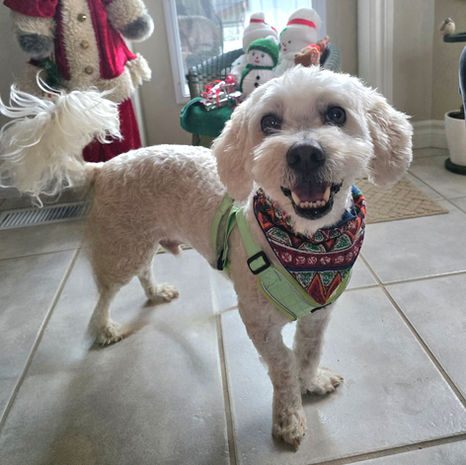 Shorty the puppy is up for adoption