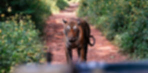 wild tiger james levelle national geographic eco crime investigators red earth studio skin and bones india ranthambore national park