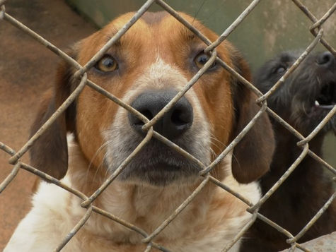 Feira de adoção de animais acontece neste sábado (17) na Praça Barão