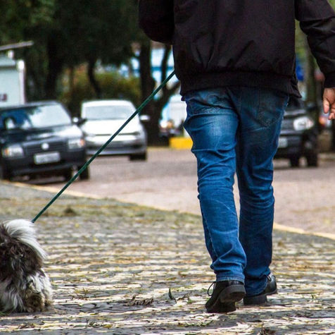 Projeto que permite entrada e permanência de cães e gatos em locais públicos é aprovado