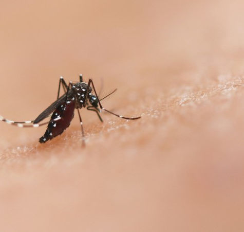 Araras confirma mais uma morte por dengue
