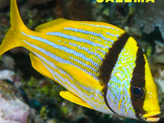 Peixe Salema
