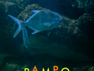 Peixe Pampo (Trachinotus carolinus)