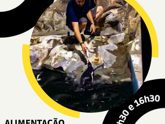 Alimentação dos pinguins