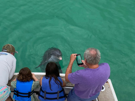 Dolphins Up Close!