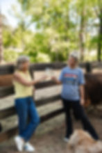 How our Bee's play a role in wine production at Painted Horse Winery