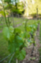 Why Bees matter to our farm and vineyard just 30 minutes outside Atlanta in Milton Georgia