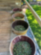 Annual Grape Stomp