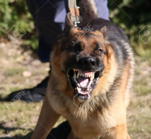 Destruction on a Leash