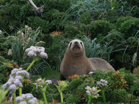A seal rests in the green flora and flowers of the Falklands.