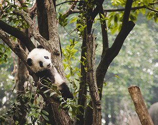 A panda climbing a tree in its natural habitat in a remote nature reserve in China.