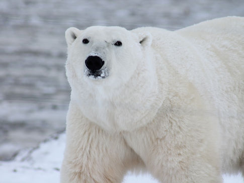 A large polar bear lumbers across the tundra in Manitoba, Canada.