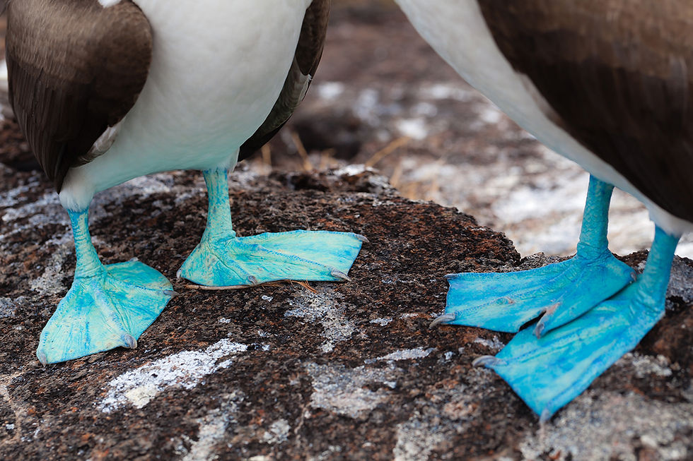 Two Blue Footed Boobies with striking blue webbed feet standing on rocky ground in the Galapagos. Their bodies are partly visible with brown and white feathers.