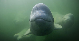 Image by David Maunsell