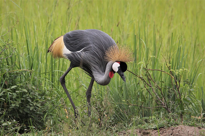 africa-tanzania-ngorongoro-crater-gibbs-