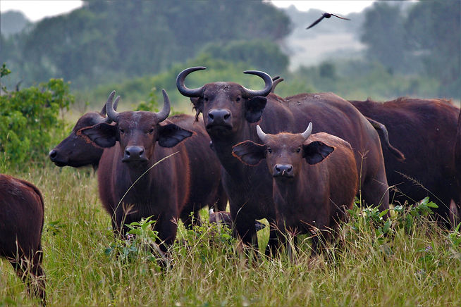 africa-tanzania-ngorongoro-crater-gibbs-