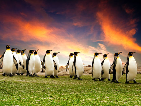 The Expert’s Guide to South Georgia & the Antarctic Peninsula