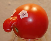 mr. tom ate 0.5.jpg