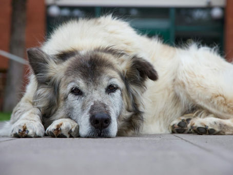 Senior Dog Vet Visit Tips to Share With Your Clients